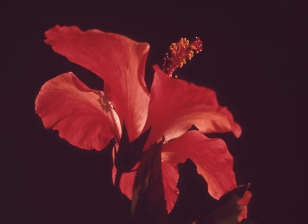 Fotografi close-up bunga merah.